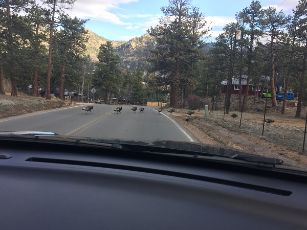 Turkey traffic jam in Estes Park, CO