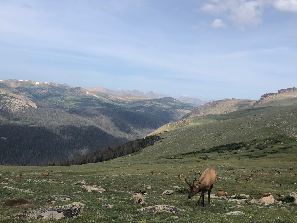 Elk herd Rocky Mountain National Park